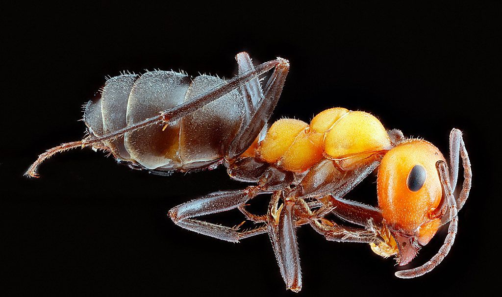 Ant Control service in Temecula, CA