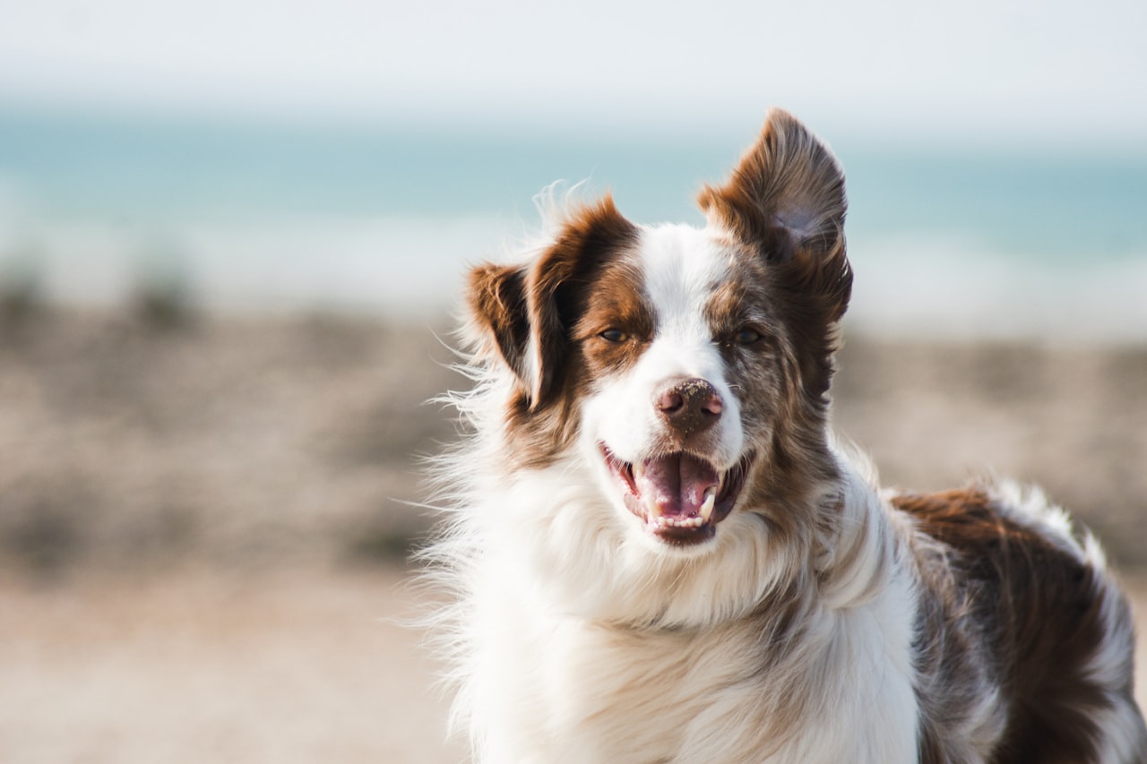 Flea & Tick Control service in Temecula, CA