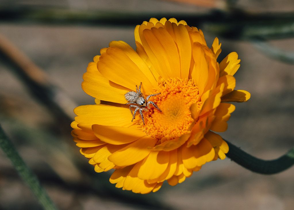 Spider Control service in Temecula, CA